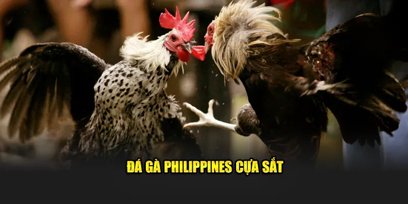 Đá gà Philippines cựa sắt