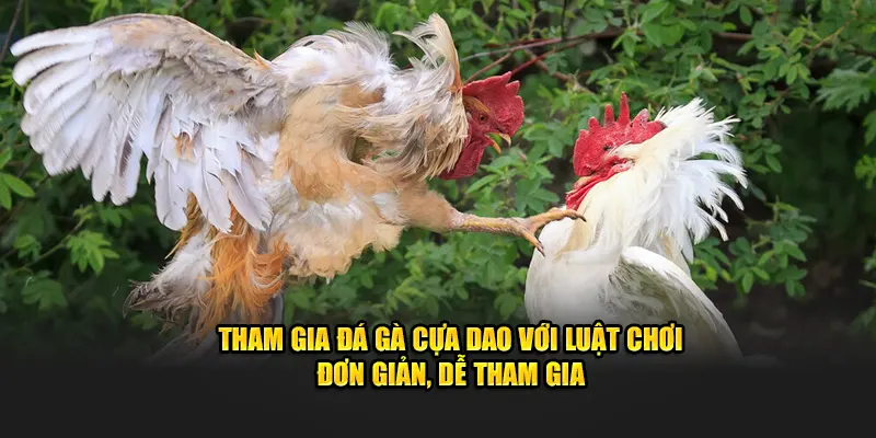 Tham gia đá gà cựa dao với luật chơi đơn giản, dễ tham gia