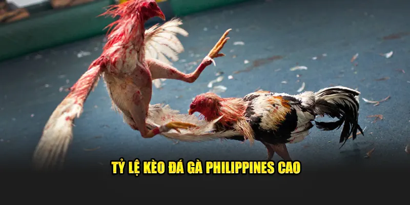 Tỷ lệ kèo đá gà Philippines cao